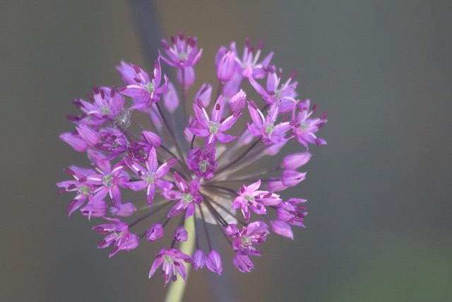 purple flowers