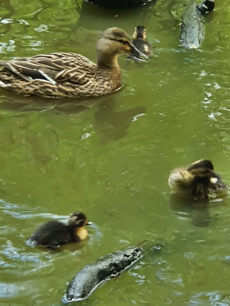 baby ducklings